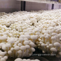 Greenhouses agricoles Film en plastique de champignons Green House